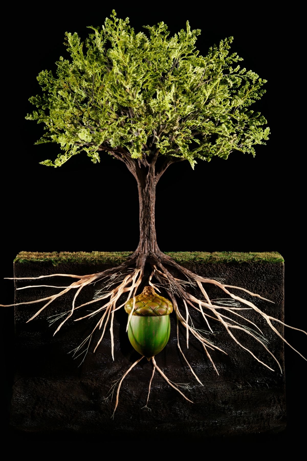 anatomy of tree roots
