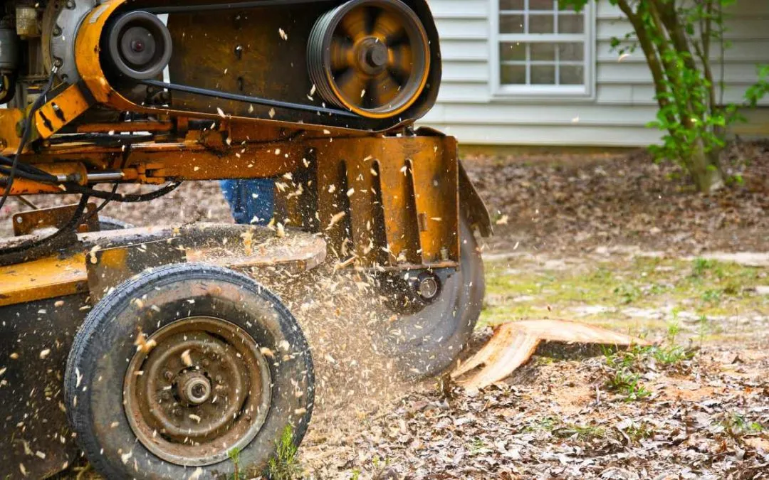 what happens to tree roots and stump after tree is cut down and should they be removed